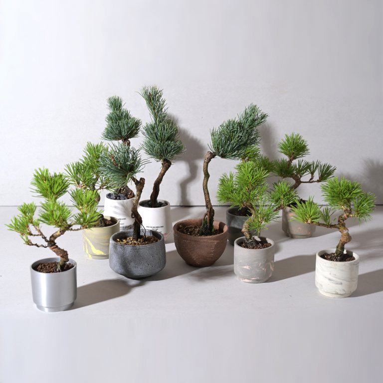 株式会社　HINODEYA